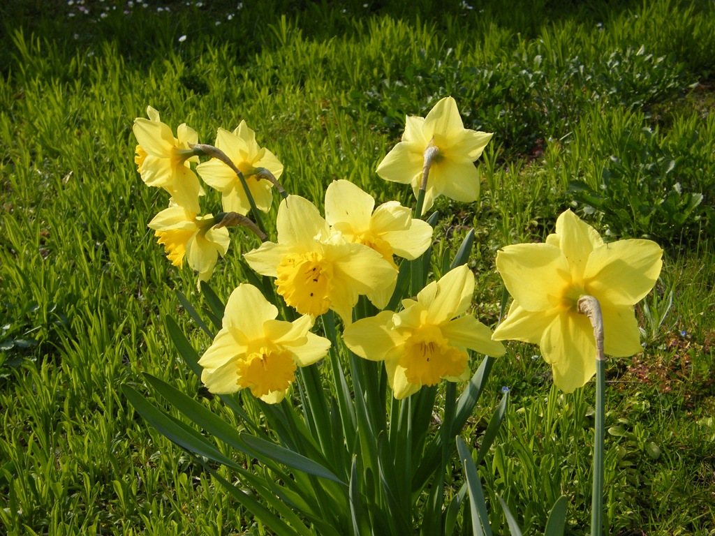 C est le printemps  vive le printemps 